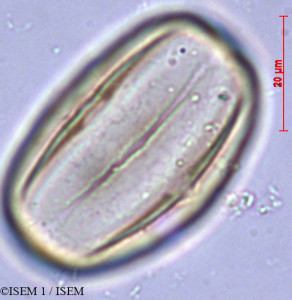 Heliotropium supinum - lame n° 28884